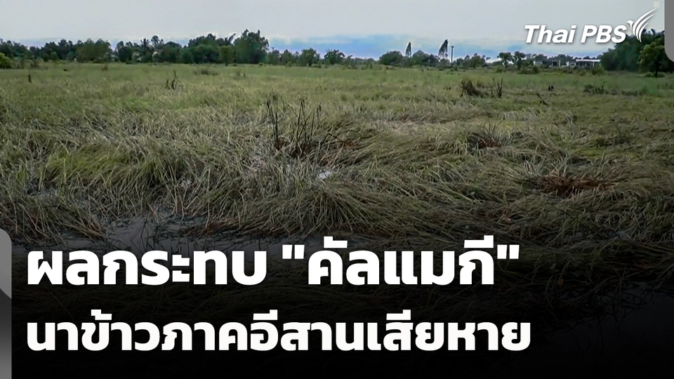 ผลกระทบพายุคัลแมกี นาข้าวพื้นที่ภาคอีสานเสียหาย