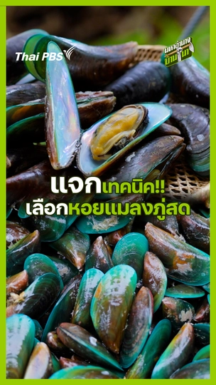 แจกเทคนิคเลือกหอยแมลงภู่สด