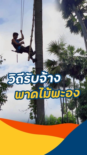 วิถีรับจ้างพาดไม้พะอง 