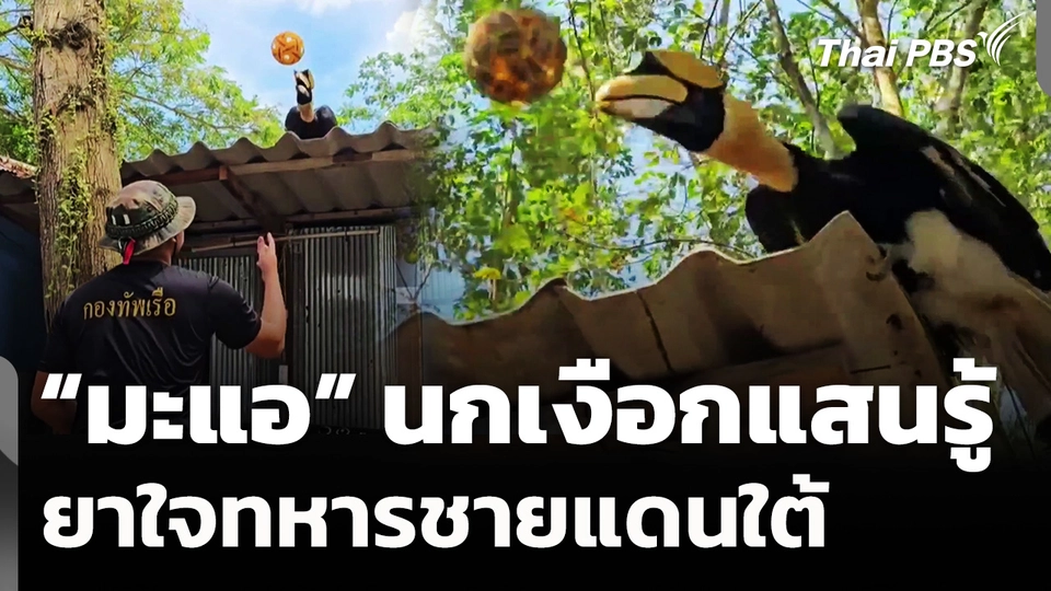 "มะแอ" นกเงือกแสนรู้ ยาใจทหารชายแดนใต้