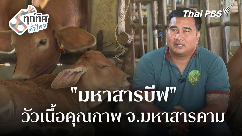 "มหาสารบีฟ" ยกระดับวัวเนื้อคุณภาพ จ.มหาสารคาม