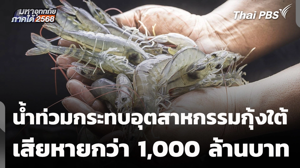น้ำท่วมกระทบอุตสาหกรรมกุ้งใต้ เสียหายกว่า 1,000 ล้านบาท