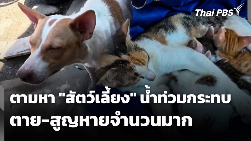 น้ำท่วมกระทบสัตว์เลี้ยง ตาย-สูญหายจำนวนมาก