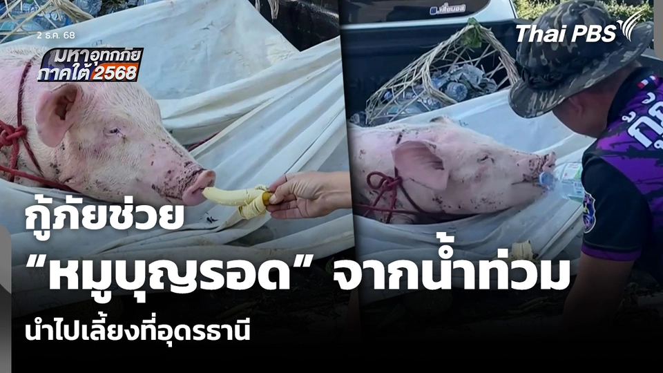 กู้ภัยช่วย “หมูบุญรอด” จากน้ำท่วม นำไปเลี้ยงที่อุดรธานี