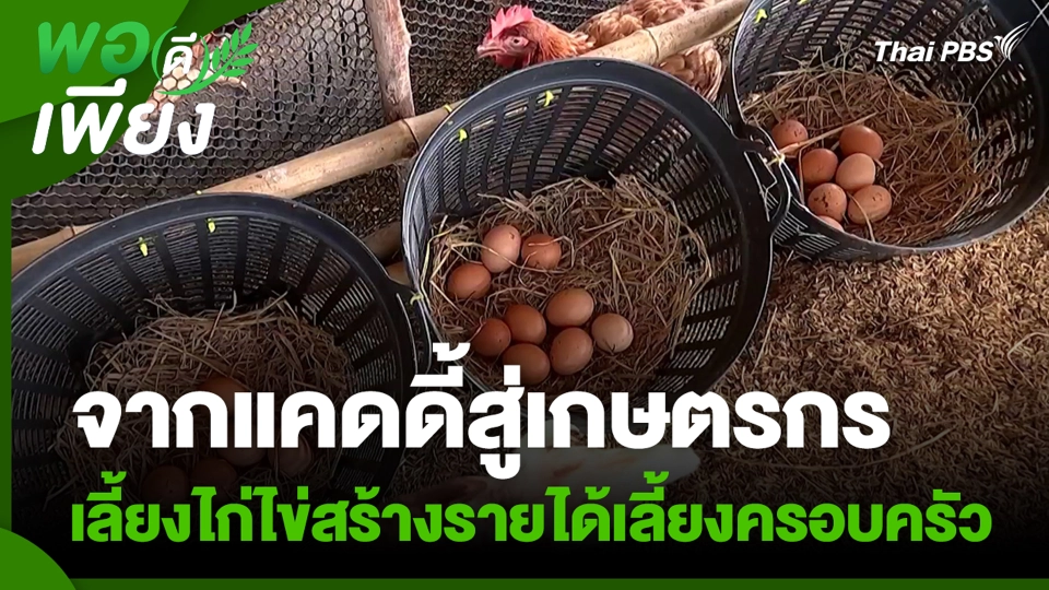 จากแคดดี้สู่เกษตรกร เลี้ยงไก่ไข่สร้างรายได้เลี้ยงครอบครัว