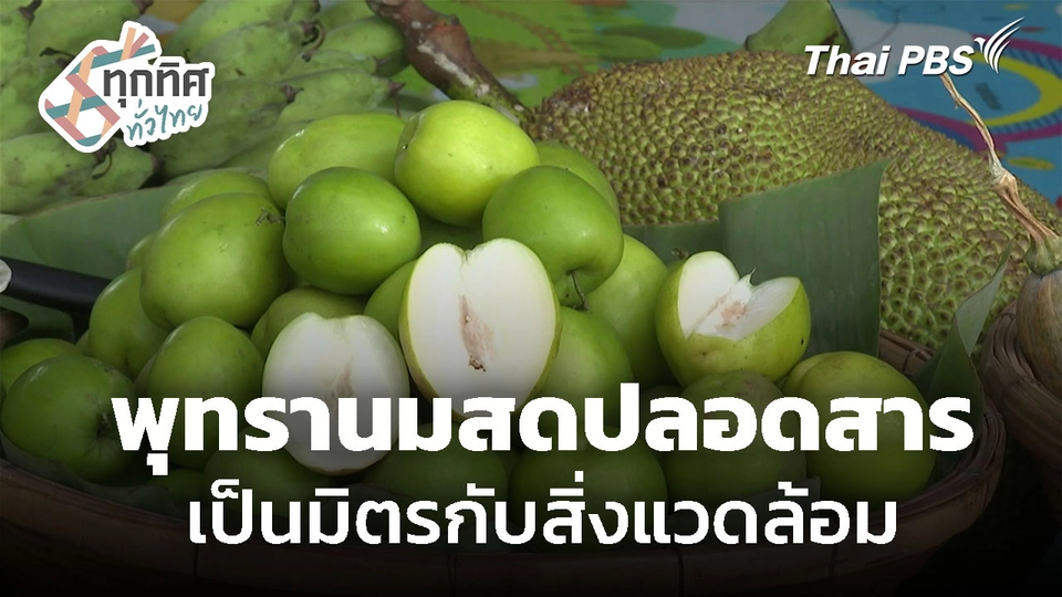 พุทรานมสดปลอดสารขายดี จ.นครสวรรค์