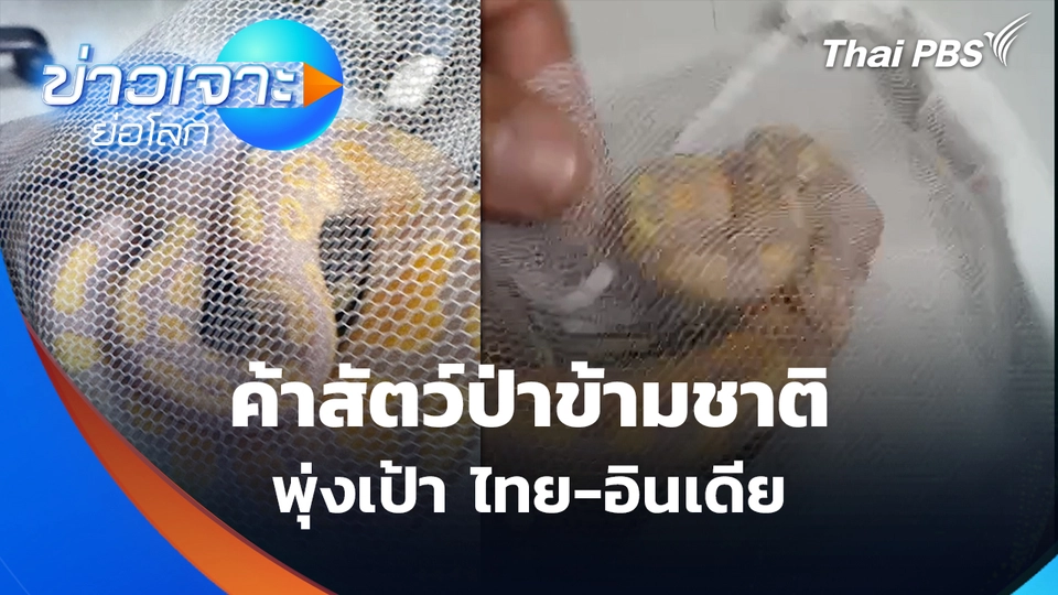 ค้าสัตว์ป่าข้ามชาติ พุ่งเป้า "ไทย-อินเดีย" | ข่าวเจาะย่อโลก 