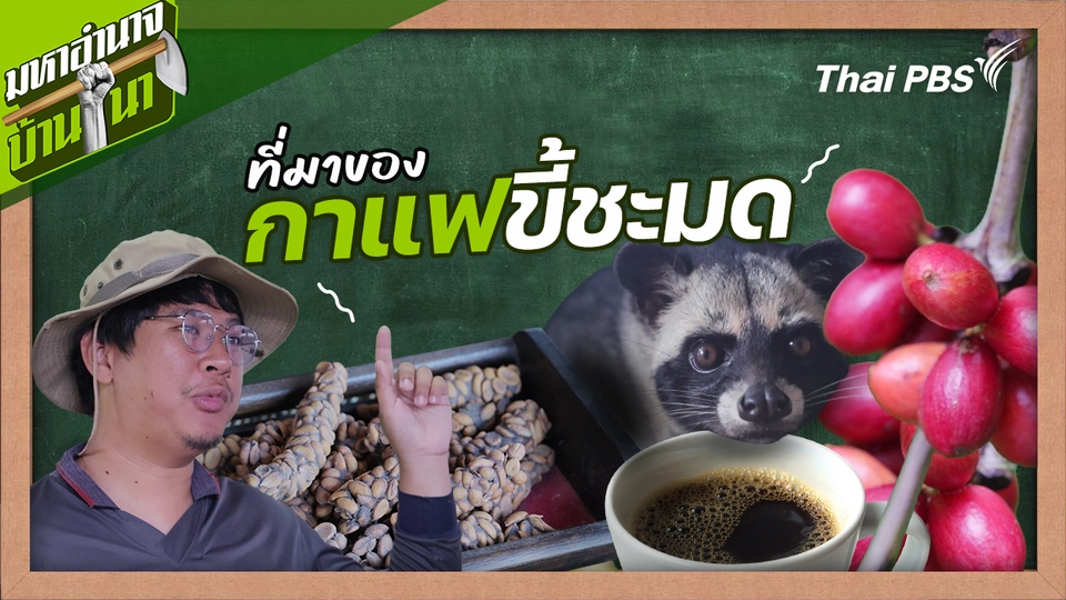 สูตรลับฉบับบ้านนา : ที่มาของกาแฟขี้ชะมด