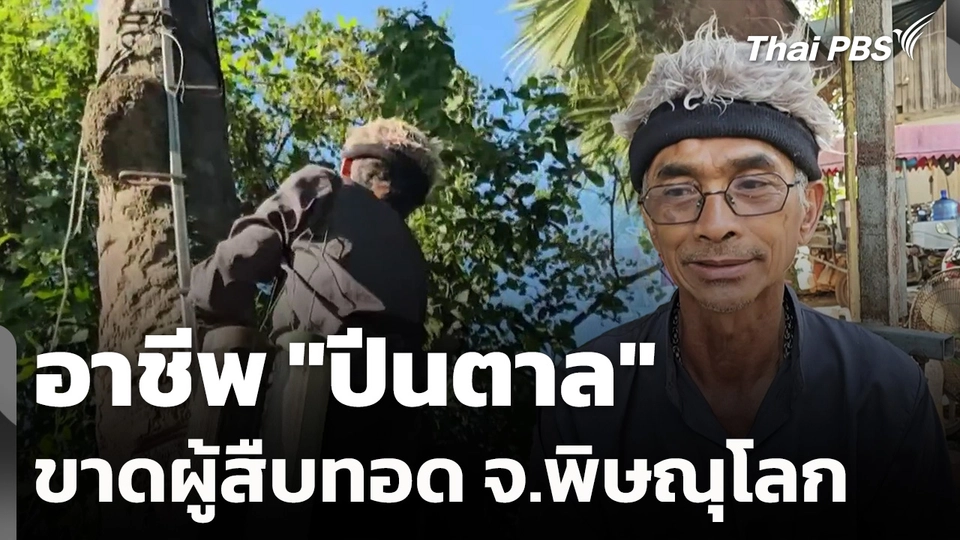 "ปีนตาล" อาชีพขาดผู้สืบทอด จ.พิษณุโลก