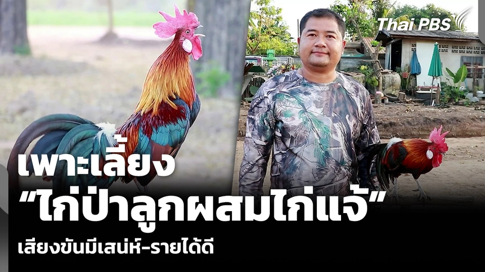 เพาะเลี้ยง “ไก่ป่าลูกผสมไก่แจ้” เสียงขันมีเสน่ห์-รายได้ดี