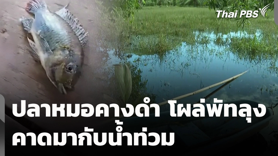 ปลาหมอคางดำโผล่พัทลุง คาดมากับน้ำท่วม