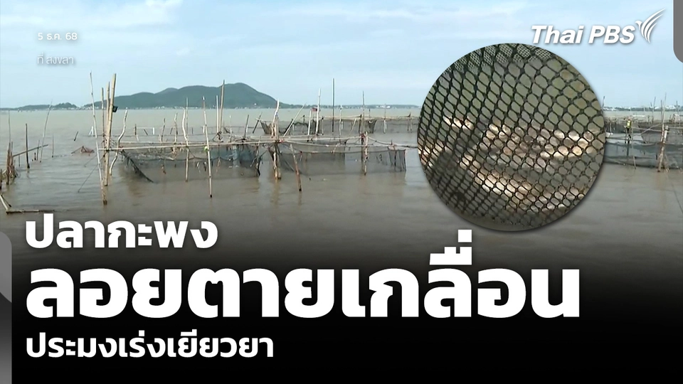 ปลากะพง ลอยตายเกลื่อน ประมงเร่งเยียวยา