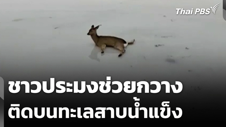 ช่วยกวางติดบนทะเลสาบน้ำแข็ง ที่รัสเซีย