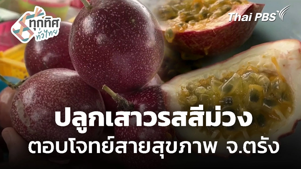 ปลูกเสาวรสสีม่วง ตอบโจทย์สายสุขภาพ จ.ตรัง