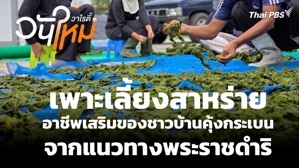 เพาะเลี้ยงสาหร่ายอาชีพเสริมของชาวบ้านคุ้งกระเบนจากแนวทางพระราชดำริ
