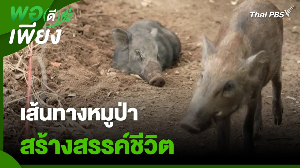 เส้นทางหมูป่า สร้างสรรค์ชีวิต