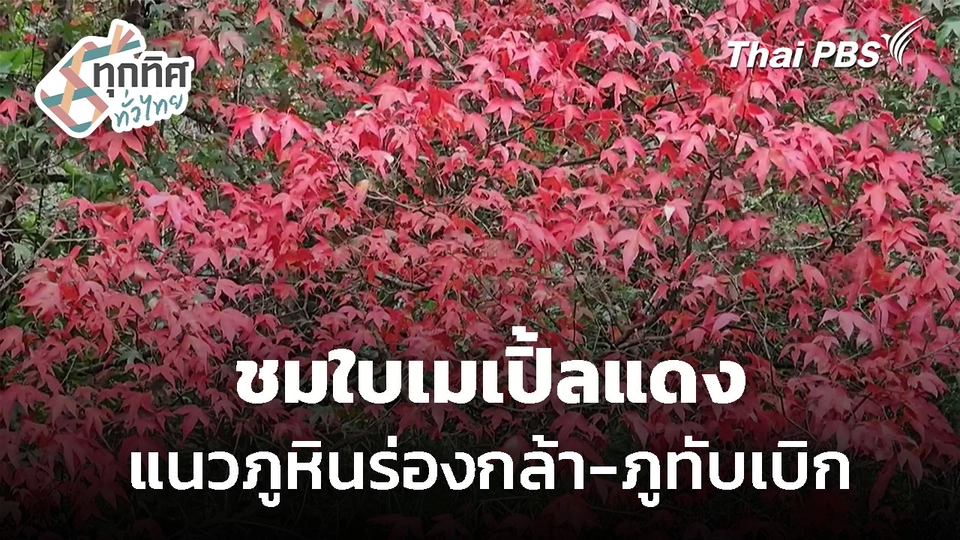 ชมใบเมเปิ้ลแดง ภูหินร่องกล้า-ภูทับเบิก 