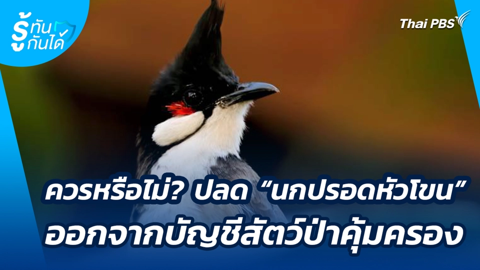ควรหรือไม่? ปลด "นกปรอดหัวโขน" ออกจากบัญชีสัตว์ป่าคุ้มครอง