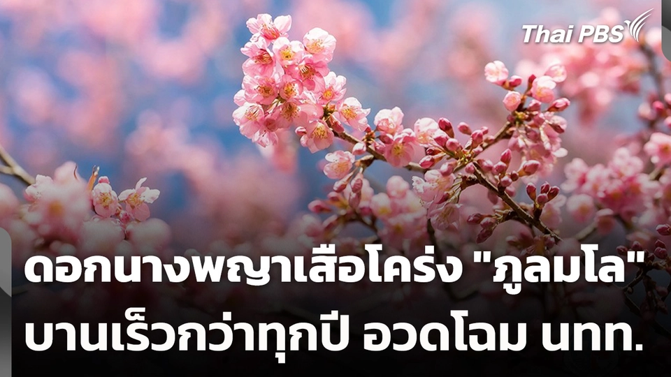 ดอกนางพญาเสือโคร่ง "ภูลมโล" บานเร็วกว่าทุกปี