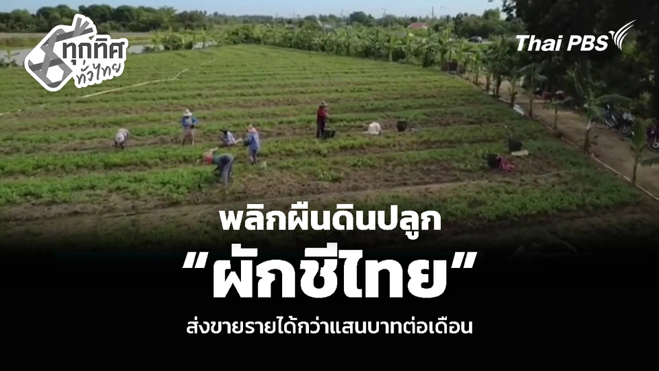 พลิกผืนดินปลูก “ผักชีไทย” ส่งขายรายได้กว่าแสนบาทต่อเดือน