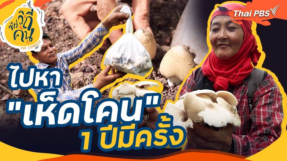 ช็อตเด็ด ซีรีส์วิถีคน : ไปหา "เห็ดโคน" 1 ปีมีครั้ง