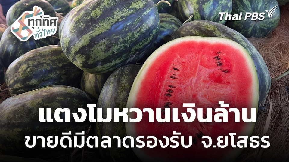 แตงโมหวานเงินล้านยโสธร ขายดีมีตลาดรองรับ