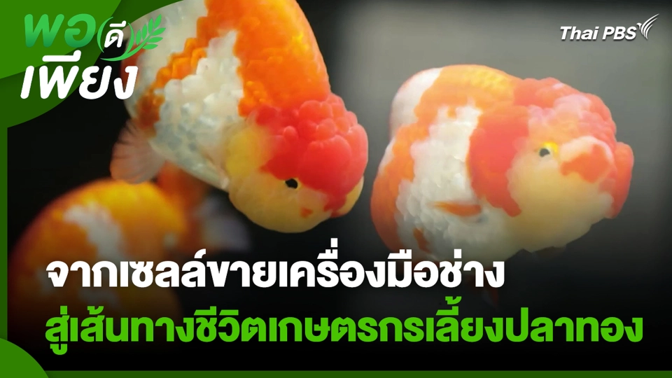 จากเซลล์ขายเครื่องมือช่าง สู่เส้นทางชีวิตเกษตรกรเลี้ยงปลาทอง