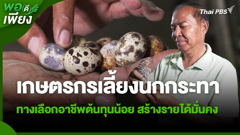 พอดีพอเพียง : เกษตรกรเลี้ยงนกกระทา ทางเลือกอาชีพต้นทุนน้อย สร้างรายได้มั่นคง