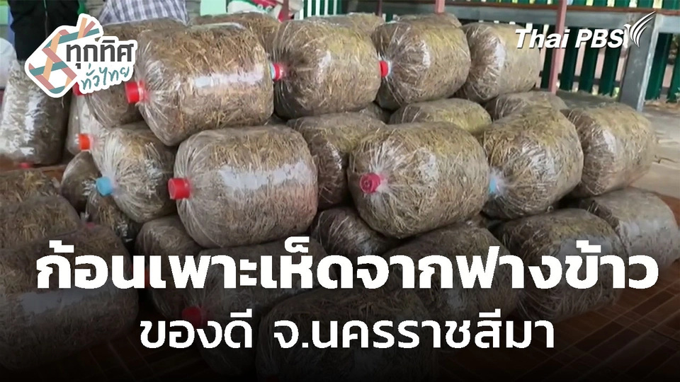 ทำก้อนเพาะเห็ดจากฟางข้าวขาย จ.นครราชสีมา