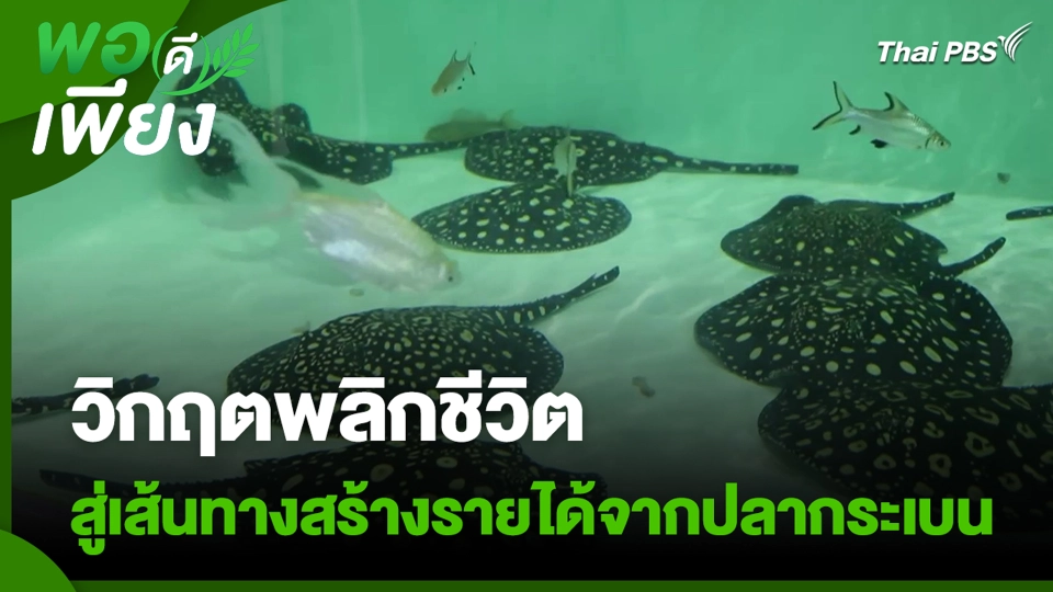 วิกฤตพลิกชีวิต สู่เส้นทางสร้างรายได้จากปลากระเบน