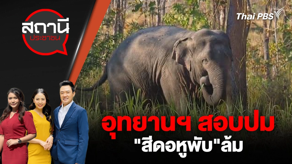 อุทยานฯ สอบปม "สีดอหูพับ"ล้ม