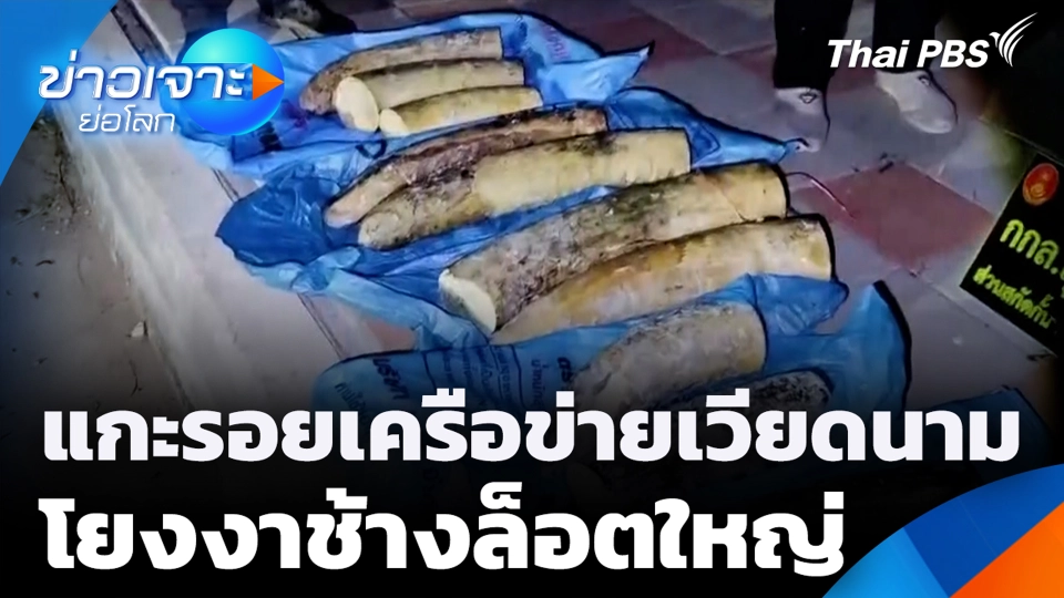 แกะรอยเครือข่ายเวียดนาม โยงงาช้างล็อตใหญ่