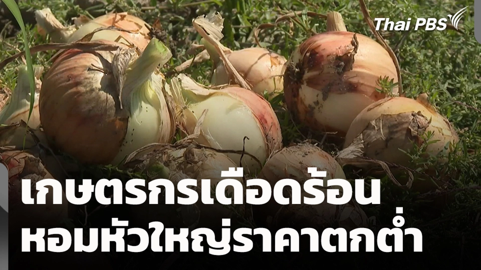เกษตรกรเดือดร้อน หอมหัวใหญ่ราคาตกต่ำ