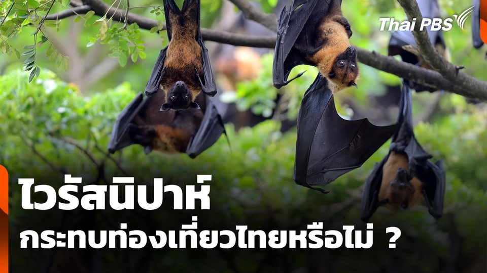 "ไวรัสนิปาห์" กระทบท่องเที่ยวไทยหรือไม่ ? 