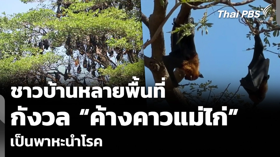 ชาวบ้านหลายพื้นที่ กังวล “ค้างคาวแม่ไก่” เป็นพาหะนำโรค