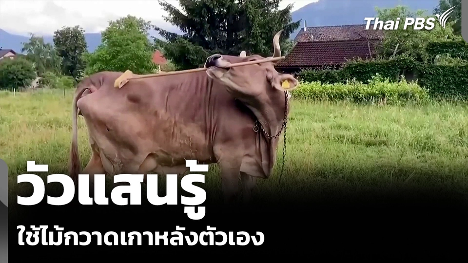 วัวแสนรู้ ใช้ไม้กวาดเกาหลังตัวเอง