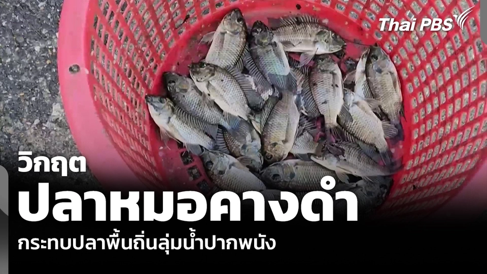 วิกฤต “ปลาหมอคางดำ” กระทบปลาพื้นถิ่นลุ่มน้ำปากพนัง