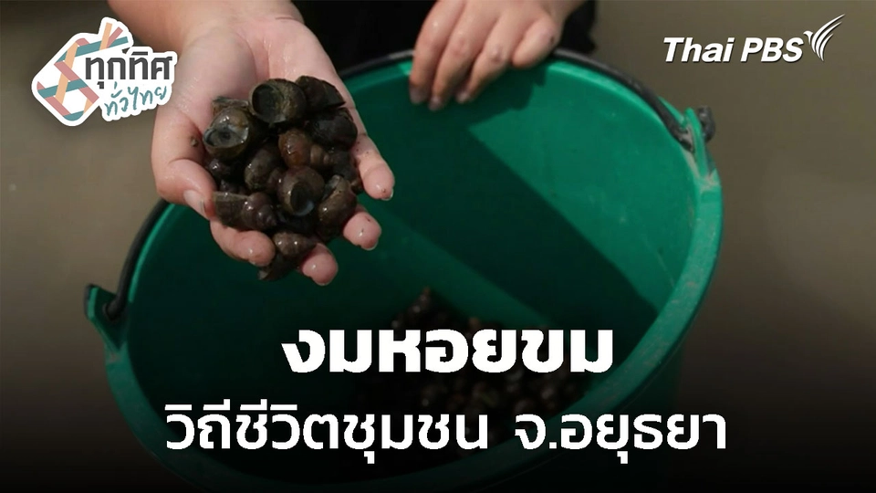 "งมหอยขม" วิถีชีวิตชุมชน ต.บางเพลิง จ.อยุธยา