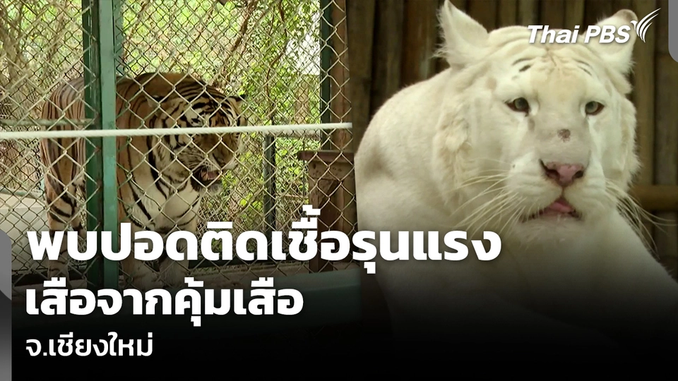 พบปอดติดเชื้อรุนแรง เสือจากคุ้มเสือ จ.เชียงใหม่