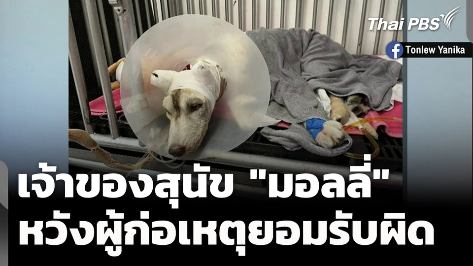 เจ้าของสุนัข "มอลลี่" หวังผู้ก่อเหตุยอมรับผิด และเข้ามอบตัว