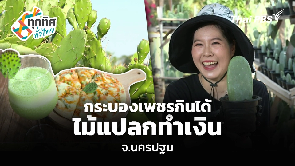 กระบองเพชรกินได้ ไม้แปลกทำเงิน จ.นครปฐม