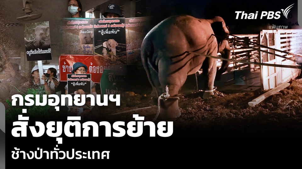 กรมอุทยานฯ สั่งยุติการย้าย ช้างป่าทั่วประเทศ
