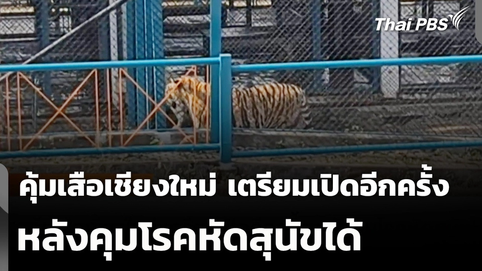 คุ้มเสือเชียงใหม่ เตรียมเปิดอีกครั้ง หลังคุมโรคหัดสุนัขได้