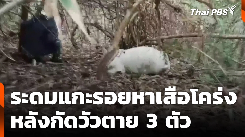 ระดมแกะรอยหาเสือโคร่ง หลังกัดวัวตาย 3 ตัว