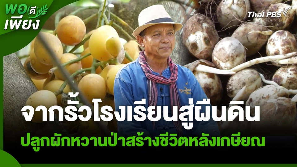 พอดีพอเพียง : จากรั้วโรงเรียนสู่ผืนดิน ปลูกผักหวานป่าสร้างชีวิตหลังเกษียณ