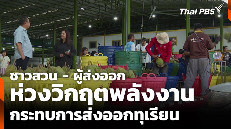 ชาวสวน-ผู้ส่งออก ห่วงวิกฤตพลังงาน กระทบการส่งออกทุเรียน