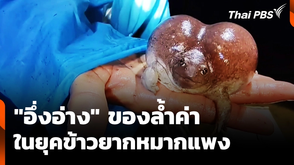 "อึ่งอ่าง" ของล้ำค่า  ในยุคข้าวยากหมากแพง