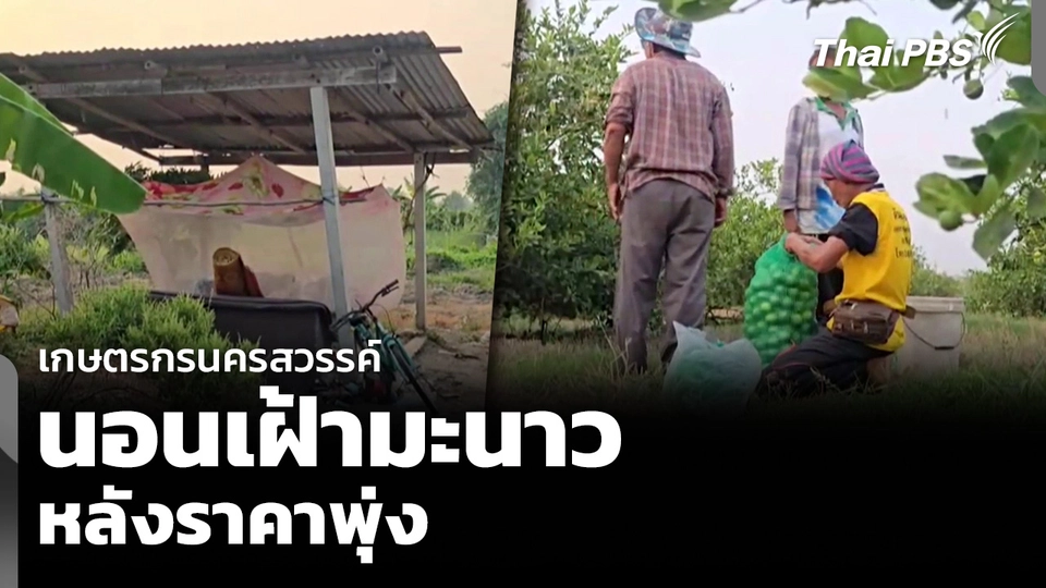 เกษตรกรนครสวรรค์ นอนเฝ้ามะนาว หลังราคาพุ่ง