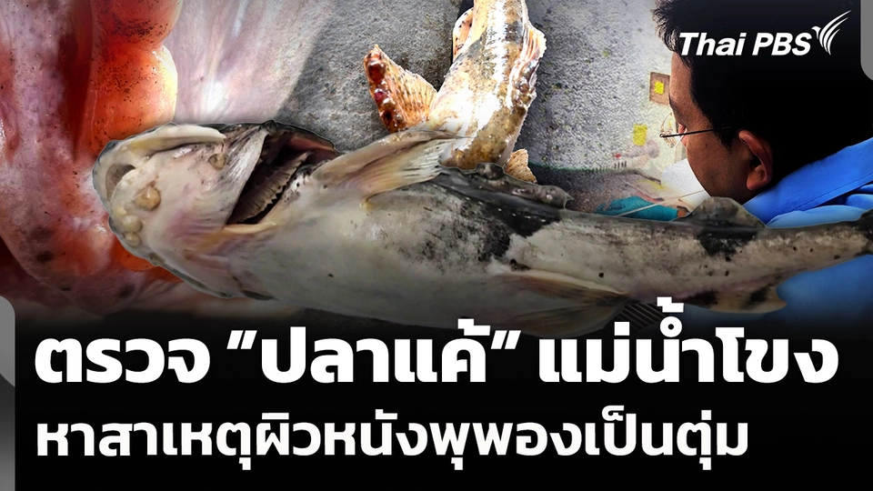 ตรวจ "ปลาแค้” แม่น้ำโขง ผิวหนังพุพองเป็นตุ่ม หาสาเหตุความผิดปกติ