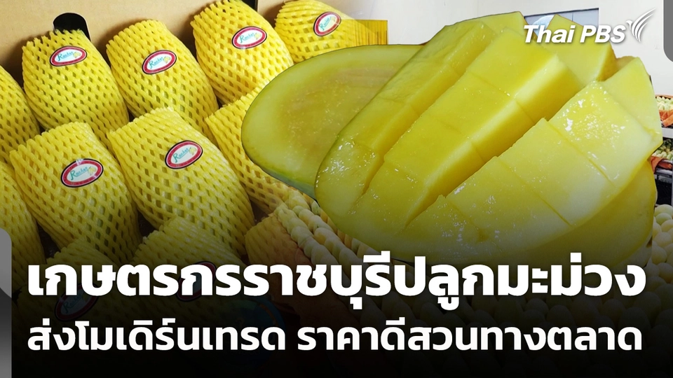 เกษตรกรราชบุรีปลูกมะม่วง ส่งโมเดิร์นเทรด ราคาดีสวนทางตลาด